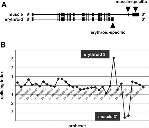 Figure 2. Exon array detection of erythroid-specific beta spectrin mRNA 3′ end. (A) The exon structure of human beta spectrin transcripts in muscle versus erythroid cells, which express distinct 3′ terminal exons. (B) The splicing index of probe sets across the full length of the beta spectrin gene. Numbers along the horizontal axis represent probe set IDs. Positive values for the splicing index represent higher relative probe set expression in erythroblasts, whereas negative values indicate higher relative expression in muscle. The significant upward peak maps to the known erythroid-specific 3′ end, whereas the downward peak represents the muscle-specific 3′ end.