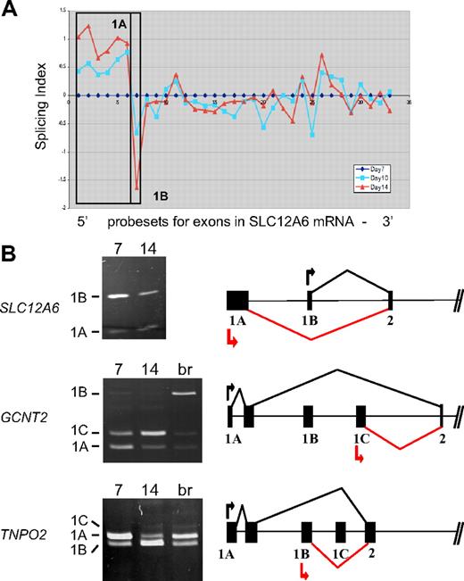 Figure 3. Stage-specific change in expression of alternative first exons. (A) Splicing index shows normalized changes in probe set expression along the entire SLC12A6 transcript for day 10 (blue curve) and day 14 erythroblasts (red curve), relative to expression at day 7 (black line). Results show a stage-dependent increase in expression of probe sets representing the 1A region (boxed) and a decrease in expression of probe sets for exon 1B. (B) RT-PCR validation of exon array predictions for SLC12A6 and 2 additional genes. Shown are gels of PCR products validating alternative splicing switches in first exon expression (left) and diagrams of the relevant pre-mRNA regions (right). Black arrow/black lines represent predominant pattern in day 7 erythroblasts; red arrow/red lines, predominant pattern in day 14 erythroblasts. Alternative first exons are indicated by 1A, 1B, 1C, and a shared constitutive exon indicated as exon 2. Common names of the alternatively spliced transcripts are as follows: SLC12A6 indicates KCl cotransporter 3 (KCC3); TNPO2, transportin 2 (a nuclear import protein); GCNT2, glucosaminyl (N-acetyl) transferase 2 (generates the branched chain carbohydrate structure that constitutes the I antigen).