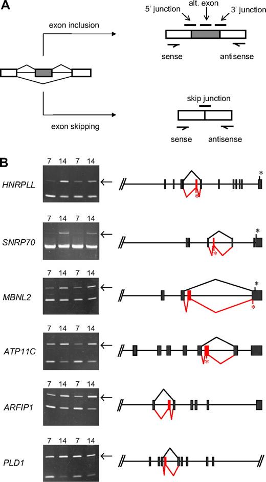 Figure 5. Novel stage-specific alternative splicing switches in erythroid genes. (A) General scheme for detection of alternative splicing of a pre-mRNA (left) into the mRNA isoform including the alternative exon (top right) or the mRNA skipping this exon (bottom right). Diagnostic isoform-specific microarray probes are indicated above the spliced mRNAs, whereas PCR primers used for validation are shown below the mRNAs (arrows). In addition, there are exon probes for the first and third exons that hybridize equally to both isoforms and are useful for determining overall transcript levels. (B) Shown are gels of PCR products validating alternative splicing switches in late erythropoiesis (left) and diagrams of the relevant pre-mRNA regions (right). Gels demonstrate substantial increases in exon inclusion products (top bands, indicated by arrows), relative to exon-skipping products (bottom bands), at day 14. The deduced splicing patterns are indicated at the right, with black lines indicating major splice patterns at day 7 and red lines indicating predominant splice pattern at day 14. Asterisks indicate positions of stop codons (not shown for ARFIP1 and PLD1 because they are located farther downstream). Common names of the alternatively spliced transcripts are as follows: HNRPLL indicates heterogeneous nuclear ribonucleoprotein L-like (an hnRNP protein); SNRP70, U1 small nuclear ribonucleoprotein 70K (a component of the U1 snRNP); MBNL2, muscleblind 2 (RNA binding proteins with known splicing regulatory activity); ATP11C, ATPase class VI type 11C; ARFIP1, ADP-ribosylation factor interacting protein 1; PLD1, phospholipase D1.