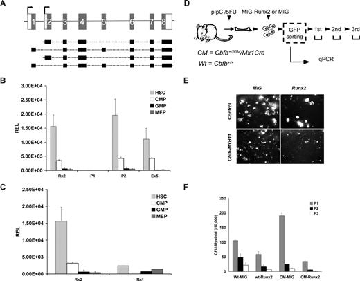 Figure 1. Runx2 expression in BM hematopoietic progenitor cells. (A) Representation of Runx2 gene (top), showing the alternative transcription initiation sites (arrows) from distal promoter (P1) at exon 1 and proximal promoter (P2) at exon 2, with coding exons (gray box) and untranslated sequences (white box). The major Runx2 transcript isoforms from each promoter and the alternative spliced exon 5 are depicted in black boxes (bottom). (B) RELs of Runx2 isoforms (left) in sorted HSCs (), CMP (□), GMP (■), and MEP () cells by quantitative PCR. Transcripts for total Runx2 (Rx2), P1- or P2-specific, and exon 5-containing (Ex5) isoforms. (C) Relative expression levels of Runx2 (Rx2) and Runx1 (Rx1) in sorted HSCs, CMP, GMP, and MEP cells determined by quantitative PCR and normalized to primer bias using limiting dilution correlation curve. (D) Experimental design of in vitro myeloid differentiation assay and serial replating of wild-type (wt) and Cbfb-MYH11-expressing (CM) BM cells infected with empty (MIG) or Runx2-expressing (Runx2) retrovirus; 104 GFP sorted cells were cultured in methylcellulose. (E) Representative photograph of day 7 CFUs comparing wild-type (top) and Cbfb-MYH11-expressing (bottom) BM cells infected with empty (MIG) or Runx2-expressing (Runx2) retrovirus in plating 1. (F) Histogram showing the number of day 7 myeloid CFU in platings 1 (), 2 (■), and 3 (□). Data are mean plus or minus SD from at least 2 independent experiments, each in triplicate.