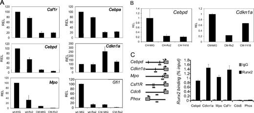 Figure 2. Runx2 overexpression alters expression of CBF targets and myeloid differentiation. (A) RELs of CBF targets Csf1r, Mpo, Cebpd, and Cdkn1a, and myeloid genes Cebpa and Gfi1 in GFP-sorted wt and CM progenitors infected with MIG or Runx2 (Rx2) retrovirus, using quantitative RT-PCR assay. Data are mean plus or minus SD from at least 2 independent experiments, each in triplicate. (B) RELs of CBF targets Cebpd and Cdkn1a, in GFP-sorted wt and CM progenitors infected with MIG, Runx2 (Rx2), or Runx2 Y418A (Y418) mutant retrovirus, using quantitative RT-PCR assay. (C) Chromatin immunoprecipitation assay of cells expressing Runx2 using primers for promoter sequences (horizontal double line) of Csf1r, Mpo, Cebpd, and Cdkn1a (left) with CBF consensus sites (vertical line), and CBF-unrelated control genes Cdc6 and Phox, using anti-Runx2 (■) or anti-IgG antibody. Relative specificity is shown as percentage of input.