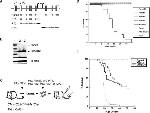 Figure 3. Runx2 cooperates with Cbfβ-SMMHC to induce AML in mice. (A) Depiction of Runx2 transcripts identified in leukemia cells with retrovirus insertions in the intron 5 of Runx2 (arrowheads), the full-length Runx2, and various truncated Runx2 (RT1, RT2, RT3) constructs used in this study. The coding (gray boxes) and noncoding (open boxes) exons, and distal (P1) and proximal (P2) promoters (arrows) are shown on top. The transcripts isolated from leukemic samples for the full-length (Runx2) and truncated RT1, RT2, and RT3 transcripts, including indicated exons (gray lines) and viral sequences (black lines). (B) Western blot analysis showing the expression of full-length Runx2 (lane 1), RT1 (lane 2), and RT-2 (lane 3) from the expression constructs used. (C) BM transduction transplantation strategy for validation of Runx2 oncogenic function. BM progenitors from wild-type or Cbfb-MYH11 (CM) expressing mice were infected with MIG retrovirus and transplanted into irradiated isogenic recipients. Statistical significance was performed using the log-rank test. (D) Kaplan-Meier survival curve of Runx2/CM (n = 22), RT1/CM (n = 12), RT2/CM (n = 10), RT3/CM (n = 8) or mock/CM (n = 24), and Runx2 (n = 11), RT1 (n = 6), RT2 (n = 6), RT3 (n = 6) or mock (n = 6) in wild-type cells. Analysis of statistical significance was performed using the log-rank test. (E) Kaplan-Meier survival curve depicting the role of Runx2 heterozygosity in Cbfβ-SMMHC-mediated leukemogenesis. Test groups included Cbfb+/56MMx1Cre Runx2+/+ mice expressing Cbfb-MYH11 (CM; n = 28), Cbfb+/56MMx1CreRunx2+/− (CM/Rx2+/−, n = 34), and Cbfb+/56M Mx1CreRunx2+/dC (CM/RdC; n = 46). Control groups included pIpC-treated Cbfb+/56M (control; n = 15) and untreated Cbfb+/56M/Mx1Cre (control, n = 15) mice. Analysis of statistical significance was performed using the log-rank test.