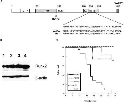 Figure 5. Functional DNA-binding and transactivation domains of Runx2 are required to induce AML in cooperation with Cbfβ-SMMHC. (A) Depiction of point mutants R217Q (in DNA-binding RHD), Y418A, and HTY (within NMTS) used in this study. (B) Western blot analysis showing the expression of wild-type Runx2 (lane 1), R217Q (lane 2), Y418A (lane 3), and HTY (lane 4) from the constructs used in this study. (C) Kaplan-Meier survival curve of mice transplanted with cells expressing Cbfβ-SMMHC and wild-type Runx2 (thick solid line, n = 22), R217Q (thin dashed line, n = 7), Y418A (gray dashed line, n = 8), HTY (thick dashed line, n = 8), or mock (thin solid line, n = 24). Analysis of statistical significance was performed using the log-rank test.