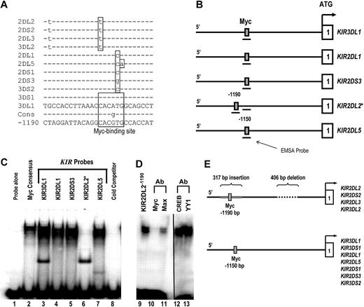 Figure 1. c-Myc binds to the distal KIR promoter element in NK cells. (A) The intergenic region preceding each of the KIR genes on chromosome 19 was analyzed for transcription factor binding sites. The sequence of the distal promoter element, −1150 bp upstream of the translational start site, was aligned for each KIR gene, and a predicted Myc-binding site was identified. The sequence of the putative Myc-binding region of the KIR3DL1 gene is shown, and polymorphisms found in the other genes are highlighted, as well as the consensus Myc probe used for EMSA analysis (Cons). The sequence of the distal promoter element −1190 bp upstream of the translational start site for the KIR2DL2/2DS2/2DL3/3DL2 is also shown. (B) The location of the EMSA probes spanning the Myc-binding sequence 1150 bp upstream of selected KIR translational start sites. The location of the EMSA probe spanning the consensus Myc site 1190 bp upstream of the KIR2DL2 translational start site is also shown. (C) EMSA analysis of the predicted Myc-binding sites. Probes corresponding to the nucleotide sequences shown in panel A were used for an EMSA with YT cell extracts. A Myc consensus probe alone control is shown in lane 1. Complexes formed by individual 32P-labeled KIR probes are shown in lanes 2 to 7. A cold competitor control for probe specificity is shown in lane 8. (D) Inhibition of the complex formed by the KIR2DL2−1190 probe with anti-c-Myc and anti-Max antibodies is shown in lanes 10 and 11. The vertical line has been inserted between lanes 11 and 12 to indicate a repositioned gel lane. Inhibition of the complex formed by the KIR2DL2−1190 probe with anti-CREB and anti-YY1 control antibodies is shown in lanes 12 and 13. (E) Because of a 406-bp deletion and a 317-bp Alu insertion in the intergenic region of KIR2DL2/2DS2/2DL3/3DL2, a Myc-binding consensus is located at position −1190 relative to the transcriptional start site instead of −1150, where the site is located for the rest of the KIR genes.