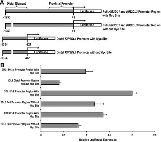 Figure 2. c-Myc acts in a direct and specific manner at the distal promoter element to influence KIR transcription. (A) Schematics of the full-length and distal promoter fragments with and without the Myc site that were cloned into the pGL3 basic reporter vector. (B) Each pGL3 vector containing full and distal promoter sequences was electroporated into the NKL-cell line, and luciferase expression was determined 6 hours after transfection. Results represent the mean luciferase levels normalized to Renilla signals from 3 independent experiments.
