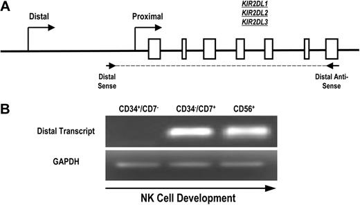 Figure 3. Full-length KIR transcripts originate from the distal promoter region during NK-cell development. (A) PCR primers were designed to amplify full-length KIR2DL1, -2DL2, and -2DL3 transcripts originating from the distal promoter region. The amplified region begins upstream of the classical transcriptional start site (distal sense) and extends to the stop codon (distal antisense). Open boxes represent KIR gene exons. (B) Mononuclear cells from umbilical cord blood were sorted for specific NK-cell precursor populations based on the expression of the developmental markers CD34, CD7, and CD56. Sorted cells were analyzed for the presence of distal transcripts by RT-PCR using the primers shown in panel A. Control PCRs were carried out using GAPDH primers to confirm the presence of cDNA.