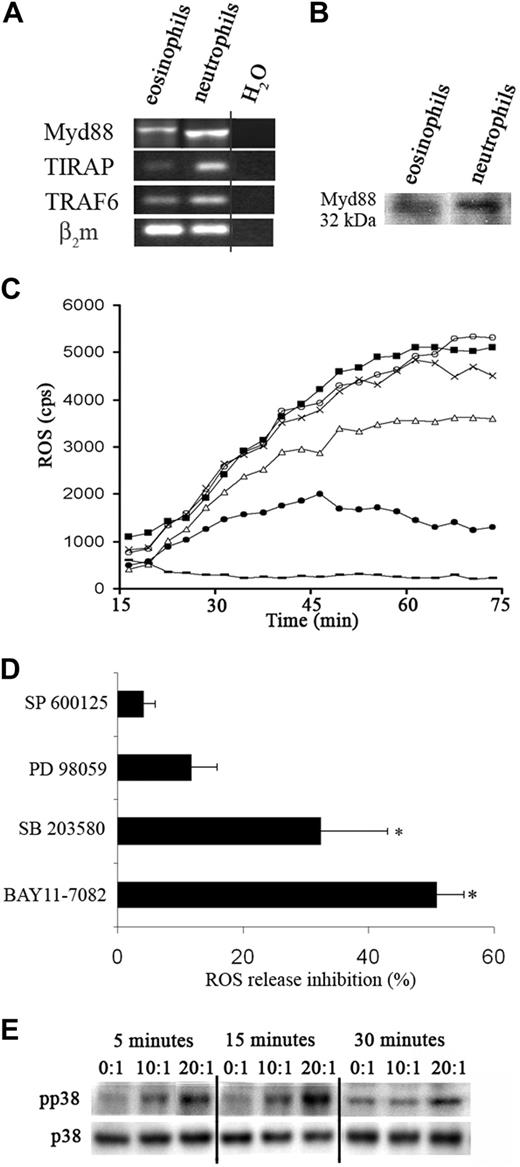 Figure 4. MyD88, p38 MAP kinase and NF-κB pathway activation after stimulation of eosinophils with M bovis BCG. (A) MyD88, TIRAP, and TRAF6 expression on eosinophils was analyzed with RT-PCR. (B) Total proteins were extracted from eosinophils and neutrophils and equal protein amounts were analyzed with the use of Western blot for MyD88. The gel from 1 of 2 similar experiments is shown. (C) Measurement of ROS release by eosinophils preincubated with serially diluted MyD88 inhibitor 1 μmol/L (×), 10 μmol/L (▵), or 100 μmol/L (●) or with peptide control (100 μmol/L) (○) at 37°C for 30 minutes, further activated with BCG (10:1). ROS release by BCG (1:10 ■)–activated eosinophils without MyD88 inhibitor and by unstimulated eosinophils (−) were determined. Results are expressed as ROS cps values and 1 representative of 3 experiments was shown. (D) Purified eosinophils were pretreated with inhibitors to JNK1/2 (SP 600125, 0.1 μmol/L), ERK1/2 (PD 98 059, 0.1 μmol/L), p38 MAP kinase (SB 203580, 0.1 μmol/L), or NF-κB inhibitors (BAY 11-7082, 1 μmol/L) for 30 minutes at 37°C, before the addition of BCG (10:1). ROS release by eosinophils was analyzed by chemiluminescence. Bar graph represents the percentage ROS release inhibition. Results are expressed as mean plus or minus SEM (n = 3-4). (E) Purified eosinophils were stimulated with different numbers of BCG for the times indicated, and total cell extracts were analyzed by Western blotting using Abs against phosphorylated or nonphosphorylated forms of p38 MAP kinase. The results are representative of 2 independent experiments. *P < .05.