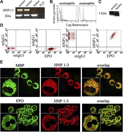 Figure 6. Expression of α-defensins by human eosinophils. Intracellular α-defensin (HNP1-3) expression on eosinophils (eosino) and neutrophils (neutro) was analyzed with RT-PCR (A), flow cytometry (B), and Western blot (C). (D) α-defensin expression on EPO+ crystalloid granules purified from human eosinophils. Staining with control isotype antibodies is represented. Results correspond to one representative eosinophil donor. (E) Immunofluorescence and confocal (insets) analysis of human eosinophils with the use of Alexa Fluor 555 goat anti–mouse secondary antibody (red) to detect the HNP1-3 immunoreactivity or Alexa Fluor 488 streptavidin (green) to detect immunoreactivity against MBP or EPO.