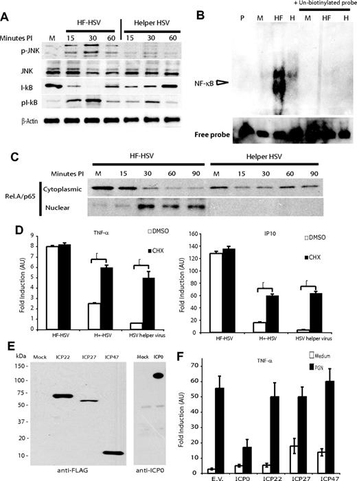 Figure 2. HSV helper virus encodes an inhibitor of TLR signaling that suppresses NF-κB and MAPK. (A) THP1 cells were transduced with HF-HSV and HSV helper virus and immunoblotted at 15, 30, and60 minutes with the indicated antibodies; blots are representative of 3 experiments. (B) Nuclear extracts from mock-transduced THP1 cells or THP1 cells transduced with HF-HSV or HSV helper virus were studied by NF-κB EMSA. P indicates probe alone; M, mock; HF, HF-HSV amplicon; and H, HSV helper virus. (C) Nuclear and cytoplasmic fractions of THP1 cells mock transduced (M) or transduced with HF-HSV or HSV helper virus were immunoblotted with anti-RelA/p65. (D) THP1 cells were left untreated or preincubated with 50 μM cyclohexamide (CHX) for 30 minutes before transduction with HF-HSV, H+-HSV amplicon, or HSV helper virus at MOI of 0.5. Six hours later, TNF-α and IP10 mRNA was assayed by qRT-PCR. Inhibition of HSV protein expression restored innate response to both H+-HSV amplicon and HSV helper virus. *P < .05. Data are representative of 2 experiments. (E) Expression of ICP0, ICP22, ICP27, and ICP47 was verified by Western blot using anti-FLAG for ICP22, ICP27, and ICP47 and specific anti-ICP0 for ICP0. (F) HEK293-TLR2/6 were transfected by expression vectors for ICP0, ICP22, ICP27, ICP47, or empty vector (EV) as a control and 24 hours later stimulated with Pgn. TNF-α expression was assayed by qRT-PCR 6 hours later. Error bars represent SEM.