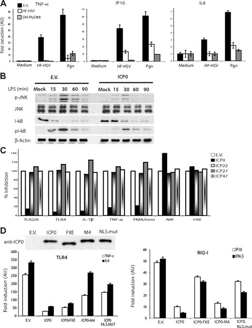 Figure 3. ICP0 inhibits TLR response to HSV, and this activity depends on its association with the deubiquitinating enzyme USP7. (A) 293-TLR2/6 cells were transfected with the empty vector (EV), pCI-ICP0, or pcDNA3.1-DN-MyD88 encoding MyD88 TIR domain. Twenty-four hours later, cells were left untreated or stimulated with PGN or HF-HSV for 6 hours. TNF-α, IP10, and IL6 mRNA was assayed by qRT-PCR.(B) 293-TLR4 cells transduced with empty vector (EV) or ICP0 (ICP0) were stimulated with LPS and immunoblotted at the indicated time points with antibodies against I-κBα, phosphorylated-I-κBα, JNK, and phosphorylated JNK. (C) 293T or 293 stably expressing indicated TLRs were transfected with pCI-ICP0, ICP22, ICP27, and ICP47 or empty vector (EV), pcDNA3-NIK, together with NF-κB luciferase reporter. Twenty-four hours later, cells were activated by corresponding TLR ligands, TNF-α (10 ng/mL), IL-1β (10 ng/mL), or PMA/ionomycin (5 ng/mL and 1 μg/mL, respectively) for 6 hours before luciferase activity was measured. To rule out nonspecific interference with mRNA transcription or protein expression, 293T cells were cotransfected with pCI-ICP0, ICP22, ICP27, and ICP47 and heat-shock response element HSE-Luc, and 24 hours later incubated for 30 minutes at 42°C before luciferase activity was measured 6 hours later. None of the ICP proteins interfered with heat-shock response. (D) ICP0 inhibits NF-κB and IRF3 signaling pathways through different mechanisms: HEK293-TLR4 or HEK293-RIG-I cells were transfected with empty vector, ICP0, ICP0-FXE, ICP0-M4, or ICP0.NLS-mut and stimulated with their respective ligands, and innate response (TNF-α and IL8 for HEK293-TLR4 or IFN-β and IP10 for HEK293-RIG-I) was assayed by qRT-PCR. An ICP0 mutant that did not bind USP7 (ICP0-M4) lacked the ability to inhibit NF-κB response to TLR4 activation. Deletion of the E3 ligase RING domain (FXE) attenuated ICP0 inhibition of IFN-β promoter response to RIG-I. ICP0 with mutated NLS motif (ICP0-NLS-mut) failed to inhibit either NF-κB or IRF3 response. Error bars represent SEM.