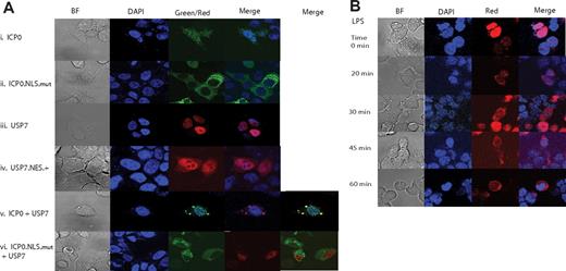 Figure 4. ICP0 translocates USP7 from a nuclear to cytoplasmic protein. (A) 293T cells were transfected with GFP-tagged wt-ICP0 or ICP0.NLS-mut alone or in combination with DsRed-tagged USP7 at a ratio of at 1:1. Wt-ICP0 was detectable both within the nucleus and cytoplasm (i). On the other hand, wt-USP7 was an entirely nuclear protein (iii). Modification of USP7 by attaching a NES motif allowed it to be expressed both in the nucleus and cytoplasm (iv). In cells coexpressing USP7 and wt-ICP0, USP7 was a predominantly cytoplasmic protein (v) that colocalized with ICP0. As expected, mutation of ICP0 NLS motif excluded it from the nucleus (ii) and abolished its colocalization with USP7 (vi). In these cells, USP7 behaved as in non–ICP0-expressing cells, remaining a nuclear protein. (B) HEK293-TLR4 cells were transfected with DsRed-USP7 and stimulated by LPS. DsRed-tagged USP7 cellular localization was traced over 1 hour after LPS stimulation. USP7 was detectable within the cytoplasm starting 20 minutes after LPS stimulation and lasting for up to an hour. Images were obtained with a Zeiss LSM 510 confocal microscope using 63× water-immersion objective lens.