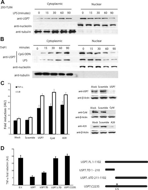 Figure 5. Nuclear USP7 migrates to cytoplasm to inhibit TLR signal. Nuclear and cytoplasmic fractions of LPS-stimulated 293-TLR4 (A) and LPS and CpG ODN-stimulated THP1 (B) cells were collected at the indicated time points and immunoblotted with anti-USP7. Nucleolin and α-tubulin were blotted as nuclear and cytoplasmic fraction controls, respectively. (C) 293-TLR4 cells were transfected with nonsilencing shRNA or shRNA against A20, Cyld, or USP7 and knockdown of individual proteins was confirmed. Seventy-two hours later, TLR4 was stimulated with LPS for 6 hours before TNF-α and IL8 mRNA were assayed by qRT-PCR. (D) 293-TLR2/6 cells were transfected with empty vector (EV), full-length USP7 (USP7.FL), USP7.TD (aa's 1-210), USP7-ΔTD (aa's 210-1102), and USP7.C223S, and 24 hours later, TLR2/6 was stimulated with Pgn for 6 hours before TNF-α mRNA was assayed by qRT-PCR. Error bars represent SEM.
