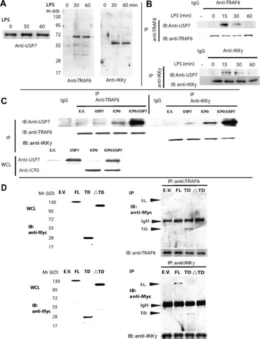 Figure 6. USP7 interacts with TRAF6 and IKKγ. (A) 293-TLR4 cells expressing pcDNA3.2-capTEV-USP7 were LPS-stimulated at different time points (0, 15, and 30 minutes) before they were lysed by freeze-thaw, TAP-purified, and blotted with anti-USP7, anti-TRAF6, and anti-IKKγ. Data are representative of 2 experiments. (B) THP1 cells were LPS-stimulated at different time points (0, 15, 30, and 60 minutes) before endogenous TRAF6 and IKKγ were immunoprecipitated and blotted with anti-USP7. (C) ICP0 enhances USP7 binding to endogenous TRAF6 and IKKγ: 293T cells were transfected with ICP0 and USP7 either alone or in combination and 24 hours later endogenous TRAF6 and IKKγ were immunoprecipitated and blotted with anti-USP7. Expression of ICP0 significantly enhanced USP7 binding to endogenous TRAF6 and IKKγ. (D) HEK293-TLR4 cells were transfected with Myc-tagged USP7-FL (1-1102), USP7-TD (1-210), or USP7.ΔTD (210-1102), stimulated with LPS for 1 hour, and then lysed and endogenous TRAF6 and IKKγ were immunoprecipitated. Immunoprecipitated TRAF6 and IKKγ bound both USP7-FL (1-1102) and USP7-TD (1-210).