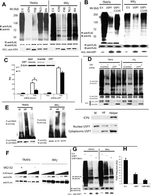 Figure 7. Both USP7 and ICPO deubiquitinate TRAF6 and IKKγ. (A,B) 293T cells coexpressing FLAG-tagged TRAF6 or IKKγ, HA-ubiquitin, plus one of the following plasmids: empty vector (EV), wt ICP0, ICP0-FXE, ICP0-NLS-MUT, ICP0-M4 (A) or USP7, USP7-C223S (B). Thirty-six hours later, the cells were lysed and FLAG-tagged proteins were immunoprecipitated and blotted with anti-HA. Whole-cell lysates (WCLs) were immunoblotted for ICP0 and USP7 expression. (C) HEK293-TLR2/6 cells were transfected with nonsilencing shRNA or shRNA targeting USP7 and knockdown was confirmed by WB. Forty-eight hours later, the cells were transfected with ICP0 and NF-κB-Luc reporter and stimulated with Pgn for 6 hours before luciferase activity was assayed. *P < .05. (D) 293T cells were transfected with nontargeting shRNA or shRNA-USP7. Forty-eight hours later, the cells were transfected with FLAG-TRAF6 or IKKγ, HA-ubiquitin, and ICP0 before they were lysed, and FLAG-tagged proteins were immunoprecipitated and blotted with anti-HA. WCLs were immunoblotted with specific antibodies to confirm ICP0 expression and USP7 knockdown. (E) THP1 cells were transduced with HF-HSV amplicon or HSV helper virus or left untransduced. Twenty minutes later the cells were lysed, and endogenous TRAF6 and IKKγ were immunoprecipitated with anti-TRAF6/IKKγ antibodies and blotted with antiubiquitin to assess their ubiquitination status. WCLs were immunoblotted for ICP0 expression. Cell lysates were also fractionated into nuclear and cytoplasmic fractions and blotted for USP7 expression. (F) Overexpression of ICP0 does not deplete endogenous TRAF6 or IKKγ: 293T cells were transfected with increasing concentration of ICP0 together with either FLAG-tagged TRAF6 or IKKγ in the presence or absence of the proteasome inhibitor, MG132 (5 μM added for the last 12 hours), and 24 hours later, cell lysate was blotted using anti-FLAG mAb to assess ICP0 effect on TRAF6 and IKKγ. ICP0 did not deplete either TRAF6 or IKKγ. (G) Comparison of wt-USP7 and USP7.NES ability to deubiquitinate TRAF6 and IKKγ and suppress TLR-induced NF-κB response: 293T cells coexpressing FLAG-tagged TRAF6 or IKKγ, HA-ubiquitin, and USP7 or USP7-NES. Thirty-six hours later, the cells were lysed and FLAG-tagged proteins were immunoprecipitated and blotted with anti-HA. (H) Enhanced deubiquitinating efficacy of USP7-NES against TRAF6/IKKγ compared with wt-USP7 correlated with its ability to suppress TLR-2/6 response to Pgn stimulation, measured as TNF-α mRNA. Error bars represent SEM.