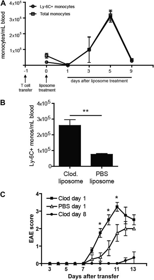 Figure 4. Enrichment of Ly-6C+ cells in the circulating monocyte pool enhances EAE. (A) The absolute number of total monocytes and Ly6C+ monocytes per milliliter of blood in adoptive transfer recipients at serial time points after treatment with clodronate liposomes. (B) The absolute number of circulating Ly-6C+ monocytes per milliliter of blood 5 days after treatment with either clodronate or PBS liposomes. Mean (± SD) of 5 independent experiments; **P < .01 comparing frequency of Ly-6C+ monocytes in PBS versus clodronate treated mice. (C) Clinical course of mice treated with a single dose of clodronate or PBS liposomes 18 hours after the adoptive transfer of encephalitogenic cells. Mice in a third group received clodronate liposomes on days 8, 10, and 12 after T-cell transfer. Data shown represent the results from 3 separate experiments. Mean (± SD) of 3 independent experiments; P < .05 by comparison to PBS treated group.