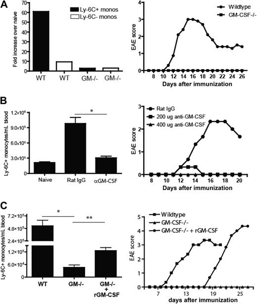 Figure 5. GM-CSF triggers accelerated myelopoiesis during EAE. (A) CD11b+CD115+Ly-6C+ or Ly-6C− blood cells (left) were enumerated 7 days after immunization of C57BL/6 WT and GM-CSF−/− mice with MOG peptide in CFA. The data are presented as the fold increase in each subset over their frequency in unimmunized counterparts. Frequencies of circulating Ly-6C+ and Ly-6C− monocytes did not differ significantly between unimmunized WT and unimmunized GM-CSF−/− mice. Clinical scores (right) of MOG-immunized WT and GM-CSF−/− mice. (B) Left: The number of circulating Ly-6C+ monocytes/mL of blood in anti–GM-CSF versus control antibody-treated WT mice on day 7 after immunization with MOG peptide. Mean (± SD) of 4 independent experiments; *P < .05 comparing frequency of Ly-6C+ monocytes in rat IgG versus αGM-CSF treated mice. Right: Clinical scores of MOG-immunized WT mice treated with either control antibody or anti–GM-CSF across a range of doses. (C) Left: Frequency of Ly6C+ blood monocytes on day 8 after active immunization of WT or GM-CSF−/− mice. Some GM-CSF−/− mice received 5 μg of recombinant mGM-CSF 8 hours before phlebotomy. Mean (± SD) of 3 independent experiments; *P < .05, **P < .01 by comparison to GM−/− mice. Right: Clinical scores of MOG-immunized WT and GM-CSF−/− mice. Some GM-CSF−/− mice received 5 μg of rmGM-CSF every day from days 0 to 16 after immunization.