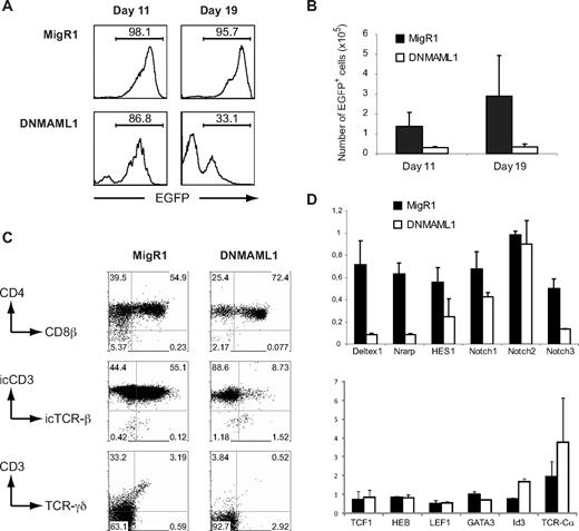 Figure 1. DNMAML allows differentiation of CD34+ thymocytes into CD4+CD8β+ DP thymocytes in FTOC. (A-C) Human CD34+ thymocytes, sorted for EGFP after infection with MigR1 and DNMAML1 retroviral constructs, were subjected to FTOC. Cultures were analyzed after 11 and 19 days as indicated, and at each time point, 3 lobes of each viral construct were pooled. Results shown are derived from 3 independent experiments. (A) Reduction in the frequency of DNMAML1 transduced EGFP+ cells in FTOC compared with the frequency of control MigR1 transduced EGFP+ thymic progenitors. Numbers in histograms indicate the percentage of EGFP+ cells. (B) Reduction in the absolute number of DNMAML1 (□) transduced EGFP+ cells that are generated in FTOC after 11 and 19 days of culture compared with the MigR1 (■) control. Numbers indicate the average number of EGFP+ cells (± SD) that were generated per lob, initiated with 10 000 EGFP+ cells. (C) Flow cytometric analysis of FTOCs after 11 days of culture, gated on EGFP+ cells as shown in histograms on the left in panel A. Numbers in dot plots indicate the percentage of cells in the indicated areas. (D) Gene expression analysis of genes involved in Notch signaling (top) and T-cell development (bottom) in CD34+ thymocytes, transduced with MigR1 (■) control and DNMAML1 (□) and sorted for human CD45 and EGFP after 24 hours of OP9-DL1 coculture as shown in Figure S2B. Expression levels for all genes are presented in units relative to those from EGFP− cells from the same cultures and normalized to β-actin, calculated by the ΔΔCT method. Data shown are the average of 2 independent experiments that consisted of triplicate wells each, and error bars indicate data range.