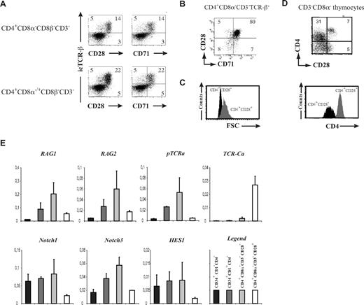 Figure 3. Characterization of human β-selection. (A) Flow cytometric analysis of human postnatal thymocytes, showing intracellular TCR-β staining versus surface CD28 and CD71, gated on CD4+CD8α−CD8β−CD3− (top) or CD4+CD8α−/+CD8β−CD3− (bottom) cells. Numbers in quadrants indicate the percentage of the corresponding population. Results shown are representative for 3 independent stainings. (B) Flow cytometric analysis of TCR-β+ gated CD4+CD8α−CD3− thymocytes, showing coexpression of CD28 and CD71. Numbers in quadrants indicate the percentage of the corresponding population. (C) Relative cell size difference in CD4+CD3−CD8α−CD28− (CD4+CD28−, black histogram) versus CD4+CD3−CD8α−CD28+ (CD4+CD28+, gray histogram) thymocytes as shown by FSC analysis. (D) Dot plot shows flow cytometric analysis of CD3−CD8α− human postnatal thymocytes, showing CD4 versus CD28 expression. The histogram underneath highlights the CD4 expression level difference in CD4+CD3−CD8α−CD28− (CD4+CD28−, black histogram) versus CD4+CD3−CD8α−CD28+ (CD4+CD28+, gray histogram) thymocytes. Data shown are representative of at least 3 independent analyses. (E) Quantitative real-time RT-PCR gene expression analysis of Notch and T cell–related genes in early human postnatal thymocyte subsets, ordered according to developmental progression along the T-cell pathway. Data shown are the average (± SEM) from 2 sets of independent samples, relative to β-actin levels.