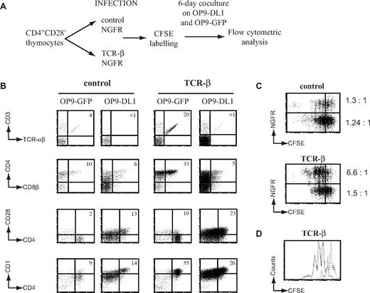 Figure 5. Notch signaling is required for proliferation, but not for differentiation during β-selection. (A) Experimental outline. (B) Flow cytometric analysis of NGFR+ gated control or TCR-β transduced human CD4+CD3−CD8α−CD28− thymocytes after 6 days of OP9-DL1 and OP9-GFP coculture. Numbers in quadrants indicate the percentage of the corresponding population. Results shown are representative for 3 independent experiments. (C) Flow cytometric analysis of CFSE-labeled control or TCR-β–transduced CD4+CD3−CD8α−CD28− thymocytes after 6 days of OP9-DL1 coculture. Dot plots show NGFR (marker gene for control and TCR-β transduction) expression versus CFSE label for control (top) and TCR-β (bottom) transduced cells. Numbers to the right of dot plots show ratio of CFSElow versus CFSEhigh labeled cells for transduced and untransduced cells for both sets of transduction, indicating enhanced proliferation after TCR-β transduction. (D) Flow cytometric analysis of CFSE labeled TCR-β transduced CD4+CD28− thymocytes after OP9-DL1 (solid line) and OP9-GFP (dotted line) stromal coculture shows Notch-DL1 dependent optimal proliferation in conjunction with pre-TCR signaling.
