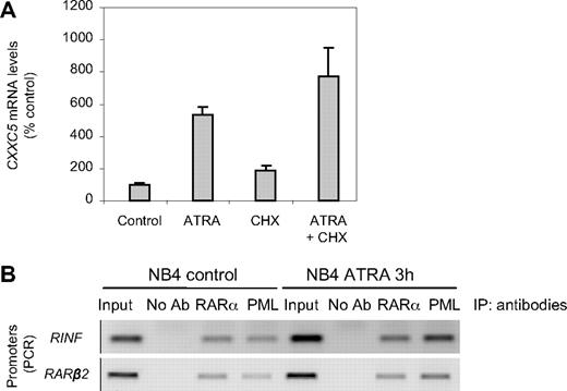 Figure 1. CXXC5 (RINF) is a direct target of retinoic acid. (A) RINF mRNA expression levels were measured by quantitative RT-PCR after 4 hours of 1 μM ATRA treatment. Inhibition of translation with cycloheximide (CHX) used at 10 μg/mL did not block ATRA-induced increase in RINF mRNA level, demonstrating that this process does not require de novo protein synthesis, and strongly suggests that RINF is a primary target of retinoic acid. The histogram represents means from 2 independent cell-culture treatments (± SEM). (B) In vivo binding of RARα and PML-RARα to the RINF promoter in NB4 cells. Cross-linked chromatin was prepared from NB4 cells treated or not with 1 μM ATRA for 3 hours and immunoprecipitated with anti-RARα or anti-PML antibodies. The precipitates were subjected to PCR analysis using primer pairs spanning the human RINF or RARβ2 gene promoters. The primers were designed to encompass the putative retinoid-responsive element found in the RINF promoter (ggagttcatgaggtgagc) or the well-established RARE (ggttcaccgaaagttca) in RARβ2 promoter (here used as a positive control); bold letters in the sequences represent the direct repeats. Input, PCRs performed on total chromatin from NB4 cells before IP; No Ab (no antibody control), PCRs performed on sample obtained after IP with an irrelevant antibody or without any antibody.
