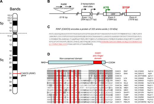 Figure 2. CXXC5 gene structure and protein product (RINF). (A) The CXXC5 (RINF) gene localizes to chromosome 5q31.3. The gene starts 139 008 130 bp from pter and ends 139 043 651 bp from pter. It is oriented in plus strand direction and is 35.522 kb long. (B) Genomic organization of CXXC5 (RINF) gene. The gene is organized in 4 exons and 95% of the open reading frame is located in exon 3. A putative retinoic acid–responsive element (RARE) of direct repeat 2 (DR2) type is situated at −3116 bp upstream of the exon 1 transcription start site. (C) Predicted amino acid sequence of RINF according to one-letter amino acid representation. The open reading frame predicts a protein sequence of 322 amino acid residues and a theoretical molecular weight of 32.98 kDa (http://www.expasy.ch/tools/pi_tool.html). The zinc-finger domain is underlined in red. (D) Except the CXXC zinc finger domain, no conserved structural domain was found. An alignment of the CXXC motif of RINF protein with its human paralogs is presented. Amino acids that are invariant among CXXC motifs are in gray, and the conserved cysteine residues are in red. The consensus sequence for CXXC-type zinc-finger can be defined by Cx2Cx2Cx4-5Cx2Cx2C9-15Cx4C.