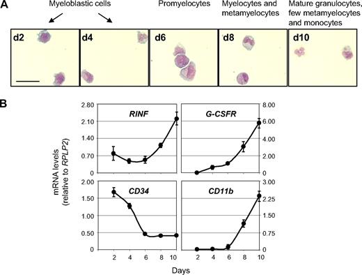 Figure 5. RINF expression during normal myelopoiesis. (A) Cytokine-induced (IL3 and G-CSF at 20 ng/mL, SCF at 50 ng/mL) granulocytic differentiation of myeloid CD34+ cells (from a healthy donor). For cell morphology (scale bar, 25 μm), cells were spread on a glass slide by cytospin, air-dried, and stained with MGG at different time points of culture (from day 2 to day 10). For each day of culture recorded, the main stage of myelopoiesis observed is indicated. At day 10, most of the cells were terminally differentiated into polynuclear neutrophil granulocytes. In our experimental conditions, a few monocytic cells were also noticed (not shown). (B) Relative mRNA expression of various genes (measured by quantitative RT-PCR) during cytokine-induced granulocytic differentiation of CD34+ progenitors (± SEM).