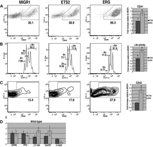Figure 1. ERG and ETS promote megakaryopoiesis in wild-type fetal liver progenitors. (A) Fetal liver cells transduced with MIGR1, MIGR1-ETS2, or MIGR1-ERG were differentiated for 72 hours and the GFP+ fraction was assessed for CD41 expression by flow cytometry. (B) The degree of polyploidization was determined by DAPI staining of GFP, CD41 double-positive differentiated fetal liver cells. (C) CD42 expression within the GFP-positive population was assessed by flow cytometry. Fold changes for CD41, percentage of cells with DNA content of 8N or more, and CD42 expression in the transduced cells relative to MIGR1 control-infected cells are shown to the right of the representative flow plots. Graphs display average fold changes plus or minus standard error. * P less than .02. For all experiments, n = 4. (D) qRT-PCR analysis of expression of genes that characterize megakaryocyte maturation in wild-type lineage-depleted fetal liver hematopoietic progenitors transduced with MIGR1, MIGR1-ETS2, and MIGR1-ERG. Data depict mean plus or minus standard error for a minimum of 3 independent experiments performed in triplicate. * P less than .05.