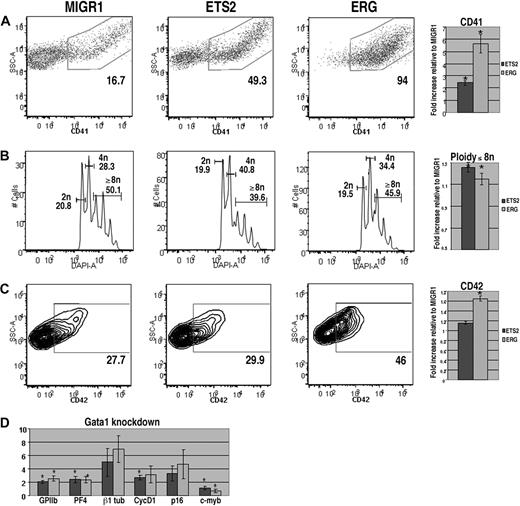 Figure 2. ERG and ETS promote megakaryopoiesis in Gata1-knockdown progenitors but cannot overcome block in maturation associated with a GATA-1 deficiency. (A) Gata1-knockdown fetal liver cells transduced with MIGR1, MIGR1-ETS2, or MIGR1-ERG were differentiated for 72 hours and the GFP+ fraction was assessed for CD41 expression by flow cytometry. (B) The degree of polyploidization was determined by DAPI staining of GFP, CD41 double-positive differentiated fetal liver cells. (C) CD42 expression within the GFP-positive population was assessed by flow cytometry. Fold changes for CD41, percentage of cells with DNA content of 8N or more, and CD42 expression in the transduced cells relative to MIGR1 control-infected cells are shown to the right of the representative flow plots. Graphs display average fold changes plus or minus SE. * P less than .01. For all experiments, n = 4. (D) qRT-PCR analysis of expression of genes that characterize megakaryocyte maturation in Gata1-knockdown lineage-depleted fetal liver hematopoietic progenitors transduced with MIGR1, MIGR1-ETS2, and MIGR1-ERG. Data depict mean plus or minus SE for a minimum of 3 independent experiments performed in triplicate. * P less than .05.