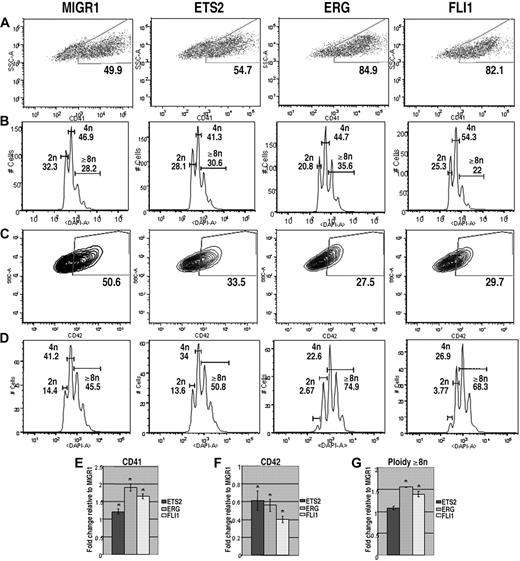 Figure 3. ETS2, ERG, and FLI-1 promote megakaryopoiesis in Gata1s knockin progenitors. (A) Gata1s knockin fetal liver cells transduced with MIGR1, MIGR1-ETS2, MIGR1-ERG, or MIGR1-FLI-1 were differentiated for 72 hours and the GFP+ fraction was assessed for CD41 expression by flow cytometry. (B) The degree of polyploidization was determined by DAPI staining of GFP, CD41 double-positive differentiated fetal liver cells. (C) CD42 expression within the GFP-positive population was assessed by flow cytometry. (D) The degree of polyploidization was determined by DAPI staining of GFP, CD42 double-positive differentiated fetal liver cells. Fold changes for CD41 (E), CD42 (F) expression, and percentage of cells with DNA content of 8N or more (G) in the transduced cells relative to MIGR1 control-infected cells are shown below the representative flow plots. Graphs display average fold changes plus or minus SE. * P less than or equal to .03. For all experiments, n = 3.