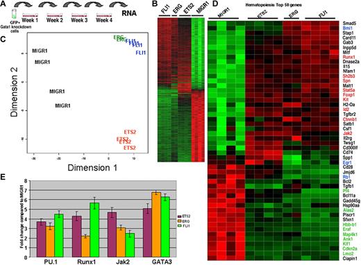 Figure 6. Expression profiling reveals that ERG and FLI-1 have signatures that are distinct from both ETS2 and MIGR1. (A) RNA for genome-wide expression profiling was extracted from fourth-generation Gata1-knockdown colonies transduced with the MIGR1, MIGR1-ERG, MIGR1-ETS2, and MIGR1-FLI-1. (B) Heat map generated by unsupervised hierarchic clustering reveals that 726 genes discriminate ETS2-, ERG-, and FLI1-overexpressing colonies from MIGR1-transduced cells. (C) Principal component analysis reveals that the ERG and FLI-1 signatures are close to each other and are well separated from MIGR1 and ETS2. This implies that ERG and FLI-1 are more similar to each other than to MIGR1. (D) Heat map showing the top 50 hematopoiesis genes that are differentially expressed in the samples. Red indicates increased expression by 2-fold or more, whereas green depicts decreased expression by 2-fold or more. Genes within blue boxes are those whose expression differs among the ETS family–transduced cells. (E) qRT-PCR confirmation of several differentially expressed genes in the colonies derived from Gata1-knockdown fetal liver hematopoietic cells. Graph depicts mean plus or minus SE for a minimum of 3 independent experiments performed in triplicate. All differences are significant at the 5% level.