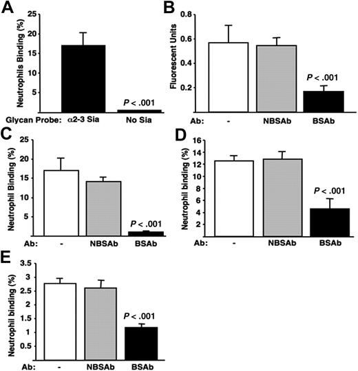 Figure 1. Human neutrophil cell surface Siglec-9 interacts with sialic acids presented in trans. (A) Neutrophils bind to immobilized α2-3–linked Sias. Wells were coated with polyacrylamide arrays carrying multiple copies of Siaα2-3Galβ1-4GlcNAc or Galβ1-4GlcNAc (100 μL of 1 mg/mL stock diluted 1:100; GlycoTech, Gaithersburg, MD). Fluorescently labeled neutrophils were added, allowed to adhere, and unbound cells then washed away. The percentage of adherent neutrophils was determined by dividing the final FI by initial FI and multiplying by 100. (B) Validation of IgG anti–Siglec-9 Sia binding site (BSAb) and Sia nonbinding site (NBSAb) antibodies as functional reagents; 96-well plates were coated with 100 μL protein A in carbonate buffer (2 μg/mL) overnight at 4°C. Recombinant soluble Siglec-9-Fc chimera was then added in 100 μL enzyme-linked immunosorbent assay (ELISA) buffer (2 μg/mL) overnight at 4°C. The wells were washed, pretreated with BSAb, NBSAb, or PBS for 30 minutes at room temperature, and then washed 3 times with ELISA buffer. Wells were then incubated with biotinylated Siaα2-3Galβ1-4GlcNAc polyacrylamide array probes for 1 hour at room temperature, washed 3 times, incubated with streptavidin-alkaline phosphatase diluted 1:1000 in ELISA buffer, and washed again, and wells were developed with 100 μL substrate/well. (C) Neutrophil binding to immobilized α2-3–linked sialic acids requires Siglec-9. Neutrophils were incubated with BSAb, NBSAb, or PBS before carrying out the binding assay, as described in panel A. (D) Neutrophils bind to the α2-3–linked Sias of the GBS capsular polysaccharide via Siglec-9. Cell wall extracts were isolated from GBS strain COH1 using mutanolysin (Sigma-Aldrich, St Louis, MO) digestion as described.23 Further purification of CPS from cell wall preparations was performed using ion exchange and size exclusion chromatography as described.2 The purified CPS was deposited on microtiter wells as in panel A. Neutrophils pretreated with the BSAb or NBSAb were added and allowed to adhere before washing away nonadherent cells. (E) Neutrophils bind to GBS cell surface extracts via Siglec-9. The unpurified type III GBS (COH1) cell surface extract, which includes the sialylated CPS, was immobilized in ELISA wells and studied for binding of neutrophils pretreated with the BSAb or NBSAb as in panel A. All results are representative of at least 3 experiments performed in triplicate. Neutrophil viability was approximately 85% at the end of the 30-minute time period of the assays, and the antibodies had no major effects on viability or activation (data not shown). Error bars represent SEM.