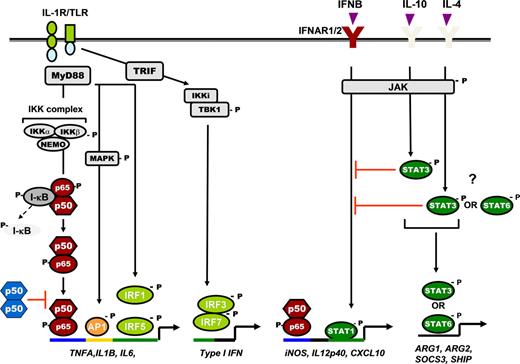 Figure 1. Schematic representation of NF-κB and STAT signaling pathway in regulation of cytokine gene expression in macrophages. TLR/IL-1R pathway, IL-1R, and all TLRs (except TLR3) signal through the adaptor protein MyD88, leading to NF-κB activation and transcription of proinflammatory cytokine genes. It also triggers activation of MAPKs (eg, JNK, p38) and its downstream transcription factor, AP-1, which coregulates proinflammatory cytokine expression. The TRIF or MyD88-independent signaling pathway triggered by TLR4 or TLR3 signals via the adaptor protein TRIF, which induces a phosphorylation cascade involving activation of IKKi, TBK1, and downstream transcription factor IRF3, leading to IFN-β transcription. IFN-β in turn binds to its cognate receptor (IFNAR1/2) and induces STAT1-mediated expression of IFN-inducible chemokine genes. IFNAR1/2 also serves as the receptor for IFN-α and IFN-γ. The requirement for IRFs is also shown. STAT3 and STAT6 activation induced by IL-10, IL-4, and IL-13 regulates the expression of several M2 genes and also inhibits STAT1 induction. p50 NF-κB homodimers also negatively regulated TLR/IL-1R signaling. Distinct transcription factor specific binding consensus sequences on gene promoters are indicated with different colors. “P” indicates phosphorylation; red T-bars indicate negative regulation.
