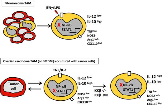 Figure 2. Phenotype of tumor-polarized macrophages from fibrosarcoma and ovarian carcinoma models. (Top panel) TAM phenotype from chemically induced fibrosarcoma model showing modulation of selected genes after LPS stimulation, compared with normal peritoneal macrophages. Red X indicates inhibition of NF-κB activation resulting from p50 homodimer overexpression. High or low expression is relative to that in peritoneal macrophages from non–tumor-bearing mice. (Bottom panel) Phenotype of bone marrow–derived macrophages or TAMs from ovarian carcinoma model on coculture with ID8 ovarian carcinoma cells. Red X indicates inhibition of STAT1 by IKKβ activation. (Right panel) Inhibition of NF-κB was done by means of targeted deletion of IKKβ (IKKβ−/−) or IKKβ-dn expression.