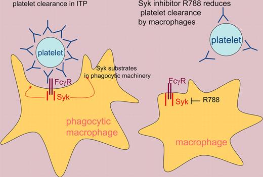 Immune-mediated clearance of antibody-opsonized platelets in patients with ITP is mediated by macrophages activated by antibody binding to activating Fcγ receptors. The tyrosine kinase Syk induces phosphorylation of substrates controlling the phagocytic machinery of the antibody-activated macrophage. Inhibition of Syk activity reduces platelet depletion, most likely by inhibiting phagocytosis of antibody-opsonized platelets, but possibly also by reducing antibody production by activated B cells.