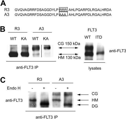 Figure 1. A C-terminal ER-targeting sequence promotes formation of an immature FLT3 receptor. (A) C-terminal sequence that confers FLT3 ER retention (designated R3), and corresponding control sequence that allows normal maturation, designated A3, are depicted. (B) HEK293 cells were transiently transfected with expression constructs for the indicated FLT3 versions and cell lysates were either directly or after FLT3 immunoprecipitation subjected to immunoblotting. R3 indicates FLT3 wild-type with the C-terminal ER retention sequence; A3, FLT3 wild-type with the corresponding control sequence, constructs in vector pAL; FLT3 WT, FLT3-ITD, constructs in pcDNA3. KA indicates the kinase-inactive K644A mutant. A vertical line has been inserted to indicate a repositioned gel lane. (C) 32D cells were stably transfected with FLT3 R3 or FLT3 A3. Cell extracts were subjected to immunoprecipitation, and the precipitates were digested with Endoglycosidase H (EndoH) or subjected to a corresponding mock treatment, as indicated, before sodium dodecyl sulfate–polyacrylamide gel electrophoresis (SDS-PAGE) and immunoblotting. CG indicates complex glycosylated; HM, high-mannose; and DG, deglycosylated forms.