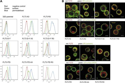 Figure 2. Intracellular retention of ER-targeted FLT3. (A) 32D cells expressing FLT3 A3, or FLT3 R3, FLT3 D835Y, FLT3 D835Y R3, or FLT3 D835Y A3, FLT3 ITD, FLT3 ITD A3, or FLT3 ITD R3, as indicated, were subjected to FACS analysis using PE-labeled anti-FLT3 antibodies. The analysis was performed without or with prior cell permeabilization. Parental 32D cells were analyzed in parallel as negative controls for all series (red curves). An example analysis is shown (top left). (B) Cellular localization of FLT3 A3 or FLT3 R3, FLT3 D835Y R3, or FLT3 D835Y A3, FLT3 ITD, FLT3 ITD A3, or FLT3 ITD R3 (as indicated) shown by immunofluorescence using confocal laser scanning microscopy using equipment described in “Immunocytochemical analysis of FLT3 in 32D cells.” Counterstaining of the cells was performed with an antibody against the ER-resident protein calnexin or with fluorescently labeled wheat-germ agglutinin to mark the cell surface, as indicated. Scale bars correspond to 5 μm.