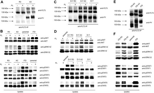 Figure 3. Different signaling quality of ER-bound and surface FLT3. (A) 32D cells expressing FLT3 R3 or FLT3 A3 were starved and stimulated with FL (100 ng/mL, 10 minutes) or left unstimulated, as indicated. FLT3 was immunoprecipitated and analyzed by immunoblotting with anti-FLT3 or anti-phosphotyrosine antibodies (4G10). (B) 32D cells expressing FLT3 R3, FLT3 A3, or FLT3 ITD, as well as parental 32D cells, were starved and stimulated with FL (100 ng/mL, 10 minutes) or left unstimulated, as indicated. Lysate aliquots were subjected to analysis of phosphorylated signaling proteins and of the corresponding proteins for loading controls, as indicated. (C) 32D cells expressing FLT3 D835Y R3 or FLT3 D835Y A3 were starved and stimulated with FL (100 ng/mL, 10 minutes) or left unstimulated, as indicated. FLT3 was immunoprecipitated and analyzed by immunoblotting with anti-FLT3 or anti-phosphotyrosine antibodies (4G10). (D) Signal transduction of FLT3 D835Y R3– and FLT3 D835Y A3–expressing cells was analyzed as described in panel B. (E) 32D cells expressing FLT3 ITD, FLT3 ITD R3, or FLT3 ITD A3 were starved, and FLT3 was immunoprecipitated and analyzed by immunoblotting with anti-FLT3 or anti-phosphotyrosine antibodies (4G10). (F) Constitutive signal transduction of FLT3 D835Y ITD, FLT3 ITD A3, and FLT3 ITD R3 was analyzed by immunoblotting in lysates of starved cells.