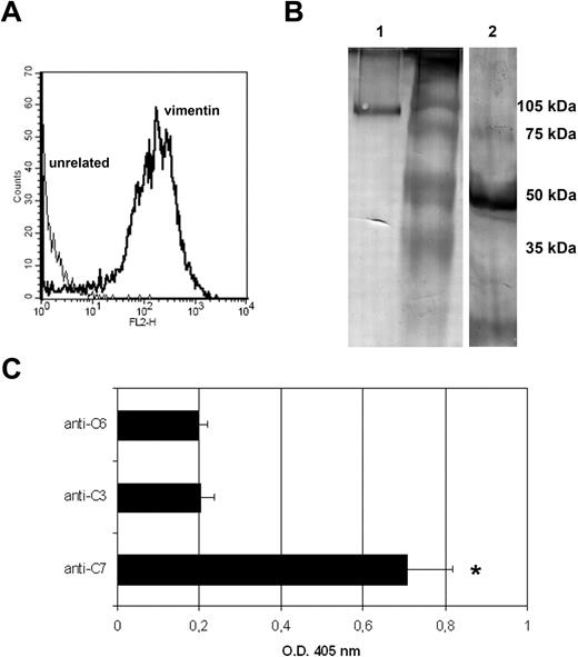 Figure 4. Membrane-bound C7 is anchored to vimentin on the cell surface. (A) FACS analysis of nonpermeabilized HUVECs for surface expression of vimentin using mAb anti-vimentin (black line) or unrelated IgG (gray line) (10 μg/ml) followed by RPE-labeled secondary antibody. (B) Western blot of C7 affinity-purified from cell lysate analyzed with polyclonal anti-C7 (1:1000) (track 1) or anti-vimentin (1:100) (track 2) followed by AP-conjugated anti–goat antibodies. (C) ECs were incubated with goat IgG to C7, or with goat IgG to C3 or C6, as controls, and then lysed. The expression of C7/vimentin complex in the cell lysate was documented by AC-ELISA using protein G–coated wells to trap the complex containing antibodies to the C components in the cell lysate and goat IgG anti-vimentin to reveal the presence of this protein in the complex. The results are expressed as mean (± SD) of triplicate determinations of 3 separate experiments. *P < .01 versus controls.