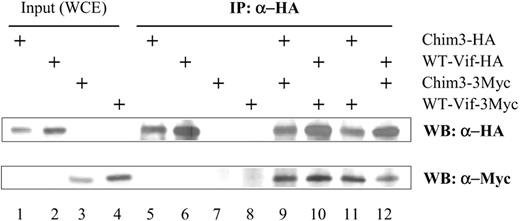 Figure 5. Coimmunoprecipitation of WT-Vif/Chim3 heterodimers. A total of 500 μg cellular lysates derived from HEK-293T cells cotransfected with the tagged Vifs-expressing constructs was immunoprecipitated (IP) with the anti-HA Ab and then immunoblotted with either the anti-myc or the anti-HA Abs, as indicated. The WT-Vif and Chim3 homodimers were loaded as positive controls of the coimmunoprecipitation, and the input WCE (40 μg) as positive control of the Western blot.