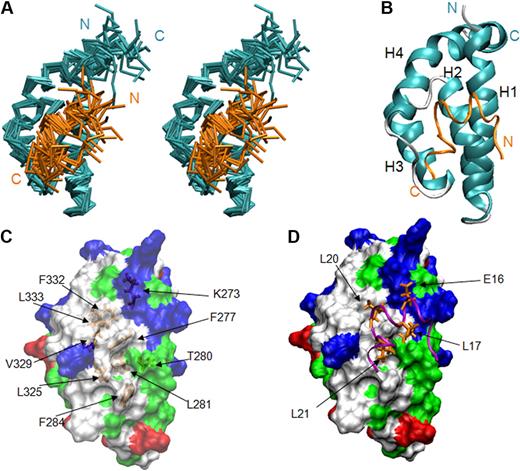 Figure 2. Solution structure of the eTAFH domain–HEB peptide complex. (A) Stereoview of an ensemble of 20 lowest energy NMR solution structures. The backbone of residues G267 to Q353 of the eTAFH domain of AML1-ETO (turquoise) and residues I12 to M26 of the AD1 domain from HEB (orange) are displayed after superimposing the structures using residues Q269 to L350 of eTAFH and E16-L21 of HEB. (B) Ribbon representation of the lowest energy structure. (C) Surface of the eTAFH domain with the side chains of the binding site displayed and labeled (white indicate nonpolar residues; red, acidic residues; blue, basic residues; green, polar residues). (D) HEB backbone represented as a ribbon with the side chains interacting with eTAFH domain displayed and labeled. Vmd-Xplor was used to generate the figures.