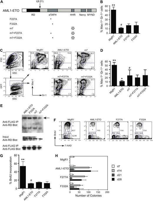 Figure 5. In vivo activities of AML1-ETO are relatively unaffected by mutations that impair HEB binding. (A) Schematic diagram of AML1-ETO and the location of mutations (asterisks). (B) Effect of eTAFH mutations on AML1-ETO's repression of granulocyte differentiation after 7 days of culture in the presence of IL-3, IL-6, SCF, and G-CSF. Cells within the forward and side scatter gates were further gated for GFP expression, and GFP-positive cells were examined for Mac-1 and Gr-1 expression. Data represent triplicate samples from 2 independent experiments. Error bars represent 95% confidence intervals. Significant differences from AML1-ETO (#) are indicated with asterisks (ANOVA and Dunnett multiple comparison test, **P < .01). (C) Representative flow of Lin− bone marrow cells infected with MigR1 retroviruses expressing AML1-ETO, the m7 oligomerization mutant, and the m7+eTAFH mutants. (D) Average percentages of Gr-1+Mac-1+ cells. Significant differences relative to the m7 mutant are indicated with asterisks (ANOVA and Dunnett multiple comparison test, **P < .01, *P < .05). (E) Cos7 cells were cotransfected with AML1/ETO and its mutated derivatives and FLAG-tagged HEB. (Top) Cell lysates immunoprecipitated (IP) with anti-FLAG and blotted with antibody to the Runt domain (RD) in AML1/ETO. (Middle) Input lysate (1%) was blotted with anti-RD to detect AML1/ETO proteins. (Bottom) Membranes from the top panel were reprobed with anti-FLAG antibodies. The percentages of immunoprecipitated AML1-ETO proteins relative to input were 3.7% (AML1/ETO), 2.3% (AML1-ETO F332A), 1.1% (AML1-ETO m7), and 0.7% (AML1-ETO m7+F332A). (F) Representative flow of BrdU incorporation 48 hours after transduction of Lin− bone marrow cells with MigR1 expressing GFP, AML1-ETO, or the AML1-ETO eTAFH mutants. (G) Percentage of GFP+ cells that had incorporated BrdU after an 1-hour BrdU pulse. Data are from 2 experiments each with triplicate samples (error bars = 95% confidence intervals; significant differences from AML1-ETO indicated with an asterisk, ANOVA and Dunnett multiple comparison test, **P < .01). (H) Serial replating of bone marrow cells. Graphs represent the average number of colonies from each round of replating in the presence of IL-3, IL-6, and SCF. Day 7 represents colony numbers per 103 cells plated and days 14, 21, and 28 from 104 plated cells. Numbers are averaged from 3 experiments, each containing triplicate samples. The numbers of colonies derived from F277A- and F332A-transduced cells were significantly lower than those from AML1-ETO–transduced cells at day 14 and day 28 (P < .01). Error bars represent 95% confidence intervals.