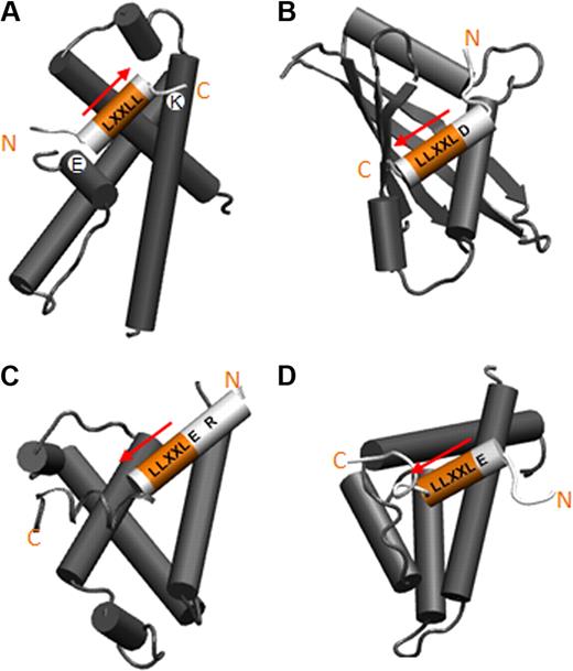 Figure 6. Cartoon representations of the orientation of LXXLL motifs found in 2 different classes. (A) The orientation of LXXLL motifs of coactivators on the ligand-binding domain of nuclear receptors (NRs). (B-D) The binding orientation of LXXLL motifs of transcription factors: (B) STAT6 binding the PAS-B domain of NcoA-1, (C) cMyb binding the KIX domain of CBP, (D) HEB binding the eTAFH domain of AML1-ETO. The glutamic acids of STAT6 and HEB and the arginine of cMyb providing side chain interactions are in light gray and labeled.