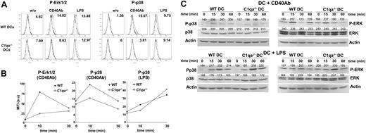 Figure 4. C1qa−/− DCs display impaired activation of MAP p38 and ERK1/2 protein kinase after CD40 ligation. GM-CSF DCs from WT and C1qa−/− mice were incubated alone or with CD40 antibodies (4 μg/mL) or LPS (10 ng/mL). (A) Intracellular staining with antibodies against phosphorylated ERK1/2 (P-ERK1/2) and p38 (P-p38) MAP kinases was evaluated at 10 minutes (LPS) and 30 minutes (CD40Ab) using flow cytometry. The gray histogram represents the phosphorylated form of the protein, whereas the black histogram represents staining with isotype-matched control antibodies. The numbers in the histograms represent the mean fluorescence intensity (MFI) of the antibody to the phosphorylated protein after subtraction of MFI of the isotype control antibody. (B) Phosphorylation of p38 (P-p38) and ERK1/2 (P-ERK1/2) MAP kinases at the indicated time points (0 to 30 minutes) from a different experiment is displayed. Results represent the MFI expressed as arbitrary units (au). Shown are results representative of 2 independent experiments performed with cells from different mice. (C) DCs were stimulated and lysates prepared at the indicated time points. Samples were analyzed by Western blotting using anti–phospho-p38 (P-p38), and anti–phospho-ERK1/2 (P-ERK). Total proteins were evaluated after stripping the membranes and reblotting with anti-p38 (p38), anti-ERK1/2 (ERK), and anti–β-actin (actin) antibodies. The numbers displayed above the bands represent densitometric quantification of the signals.