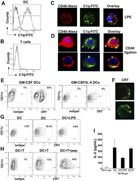 Figure 5. C1q colocalizes with CD40 after CD40 ligation on DCs. (A) GM-CSF DCs were incubated with exogenous C1q (50 μg/mL) and binding of C1q was detected by staining with FITC-conjugated anti-C1q antibodies (gray histogram) using flow cytometry. The black histogram represents control staining with the second step reagent only. (B) CD4+ T cells isolated from spleen and lymph nodes of WT mice were incubated with C1q (50 μg/mL) and bound C1q (gray histogram) was detected as described for panel A. The black profile represents control staining with the second step reagent only. (C) GM-CSF DCs were stimulated with LPS (10 ng/mL) for 48 hours to induce their maturation. The DCs were then incubated with C1q (50 μg/mL). Bound C1q was detected by staining with FITC-conjugated anti-C1q antibodies (green) and CD40 expression was detected using anti-CD40 biotinylated antibody and streptavidin-Alexafluor 633 (red). The nuclei were counterstained with Hoechst 33342 (blue) and analysis was done by confocal microscopy. Imaging was done using a Leica SP2 upright confocal microscope (Heidelberg, Germany). (D) GM-CSF DCs were loaded with HY peptide and then cocultured with Marilyn T cells for 48 hours to induce CD40 ligation on DCs. Then the DCs were incubated with C1q (50 μg/mL) and stained as described for panel C to analyze C1q binding by confocal microscopy. Results are representative of 2 independent experiments performed with DCs from different mice. (E) GM-CSF DCs or GM-CSF/IL-4 DCs were evaluated for the expression of calreticulin (CRT) by staining with anticalreticulin antibodies followed by FITC-conjugated secondary antibodies. (F) CRT expression was evaluated using confocal microscopy on DCs stained with anticalreticulin antibodies and FITC-conjugated secondary antibodies. (G) GM-CSF/IL-4 DCs were cultured alone or in the presence of LPS for 48 hours and CRT expression was assessed. (H) GM-CSF/IL-4 DCs were cocultured with Marilyn T cells in the presence or absence of peptide for 48 to 72 hours and stained with anti-CD11c and anticalreticulin antibodies. (I) DCs pulsed with male or female apoptotic thymocytes (DC + M apo and DC + F apo, respectively) were cultured with Marilyn T cells for 48 hours in the presence or absence of blocking anticalreticulin antibodies and supernatants tested for IL-2.