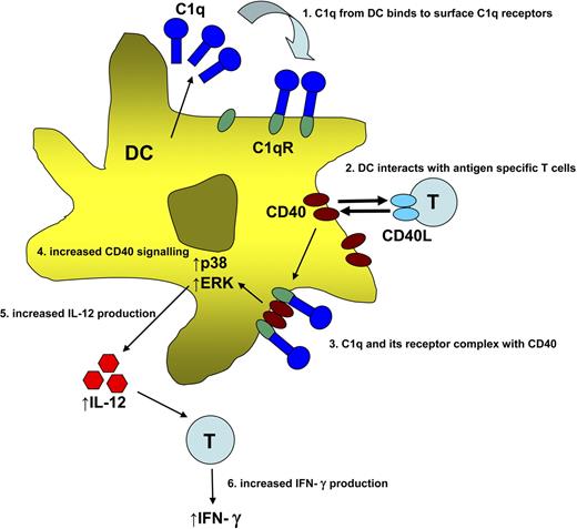 Figure 7. C1q regulates CD40 pathway on DCs and drives the Th1 polarization of T cells. DCs secrete C1q, which binds to C1q receptors (C1qR) on the surface of the DC. When antigen-specific T cells recognize cognate antigen on DCs, it results in CD40 ligation on the DC by CD40L on activated T cells. This induces the up-regulation of CD40 expression on DCs and the colocalization of C1q with CD40 and formation of a signaling complex. Increased phosphorylation of p38 and ERK1/2 occurs, resulting in increased production of IL-12. This further sustains the IFN-γ production from T cells.