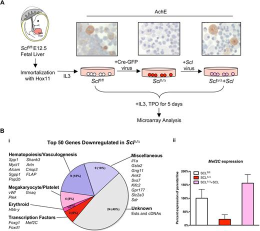 Figure 1. Microarray analysis of Sclfl/fl fetal liver progenitor cell lines identifies candidate target genes for Scl/Tal1. (A) Hematopoietic progenitor cell lines were generated from fetal livers of E12.5 Sclfl/fl embryos by immortalization with Hox11 retrovirus (Sclfl/fl parental cell line). Deletion of Scl gene was achieved by transduction with a Cre-GFP retroviral vector (SclΔ/Δ). Scl-deficienT cells exhibited impaired megakaryocytic maturation demonstrated by the loss of AchE activity. Reintroduction of Scl expression with an Scl retroviral vector rescued the megakaryocytic maturation defect (SclΔ/Δ+Scl). After 5 days of culture with TPO and IL-3, the cell lines were harvested and subjected to Affymetrix gene expression analysis to identify Scl-dependent genes. (Sections were analyzed on a Zeiss Axiovert 40 CFL microscope. Images were captured using a Canon PC1089. Magnification, ×40.) (B) Analysis of the top 50 genes that were down-regulated on loss of Scl reveals genes known to be involved in hematopoiesis and vasculogenesis, as well as unknown ESTs and cDNAs (i). Myocyte enhancer factor 2C (Mef2C) was one of the genes whose expression was down-regulated in the absence of Scl, and rescued on reintroduction of Scl. (ii) The bar graph depicts the average expression of Mef2C across 3 different probes in one experiment.