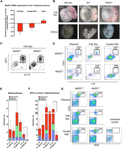 Figure 3. Analysis of Mef2C−/− embryos documents that specification into primitive and definitive hematopoietic lineages occurs in the absence of Mef2C. (A) Quantitative real-time PCR analysis reveals a reduction of Mef2C expression in hematopoietic tissues of Scl−/− mice, but not in the heart. *P < .05; N = 5. (B) Gross morphologic comparison of E9.0 Scl−/− and Mef2C−/− yolk sac and embryos documents that the complete hematopoietic specification defect in Scl−/− embryos is not recapitulated in Mef2C−/− embryos. Yet the vascular network in Mef2C−/− yolk sacs is poorly developed. pl indicates placenta; ch, caudal half; h, heart. Dotted lines in the embryo proper indicate dissected tissues. (C) FACS analysis of E9.0 yolk sac cells showed that CD71+Ter119+ primitive erythroid cells are generated in the absence of Mef2C, albeit at reduced levels compared with Mef2C+/− controls. Values represent mean frequency plus or minus SD (N = 4). (D) FACS analysis of ckit+CD41+ nascent hematopoietic progenitors demonstrated a striking reduction of progenitors in the caudal half of the embryo proper but not in the placenta or yolk sac. Values represent mean frequency plus or minus SD (Mef2C+/−; N = 4, Mef2C−/−; N = 5). (E) In agreement with the loss of ckit+CD41+ cells shown by FACS, direct plating of dissociated hematopoietic tissues on methylcellulose showed a severe reduction in numbers of clonogenic progenitors per embryo equivalent (ee) in Mef2C−/− caudal half (CH). As expected, colony formation in placenta (PL) and yolk sac (YS) was unaffected. **P < .01 of total colony numbers. (F) Coculture on OP9 stroma before plating on methylcellulose shows that the ability to generate hematopoietic colonies from the Mef2C−/− caudal half was partially rescued. As expected, placenta and yolk sac hematopoietic potential remained comparable with controls. *P < .05 of total colony numbers. (G) FACS analysis of B-lymphoid potential after coculture on OP9 stroma and methylcellulose documents that all hematopoietic tissues in Mef2C−/− embryos possess B-lymphoid potential. Numbers in FACS plots indicate the fraction of B220+ plus or minus SD (n = 3) cells within the CD45 hematopoietic gate.