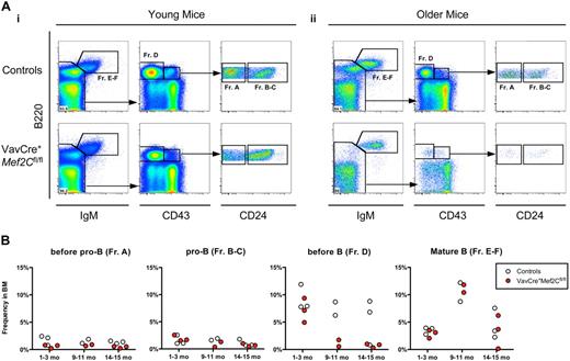 Figure 5. Loss of Mef2C in hematopoietic cells results in impaired B-cell homeostasis similar to premature B-cell aging. (A) FACS analyses of frequencies of B-cell subsets in bone marrow of VavCre+ Mef2Cfl/fl and age-matched littermate control mice, for expression of B220, IgM, CD43, and CD24: representative examples of (i) young (1 month) and (ii) older (15 months) mice. Frequency of mature B220+IgM+ B cells (Fr. E-F) was not significantly altered regardless of age. Subgating on IgM− cells visualizes pre-B (Fr. D) and pro-B (Fr. B-C) populations. Strikingly, older, but not young, mice exhibited severe reductions of pre-B cells. Subgating on B220+CD43+ cells visualizes pre-pro-B (Fr. A) and pro-B cells. Of note, a slight reduction in the frequency of pre-pro-B cells was noted in both young and older mice. (B) Summary of all mice analyzed. Circles indicate analysis of individual young (1-2 months) and older (9-10 and 14-15 months) mice, and values represent frequency in whole BM.