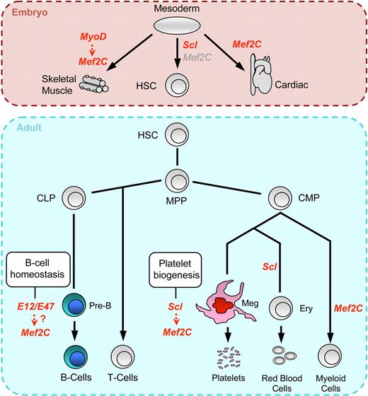 Figure 6. Proposed model of Mef2C regulation and function in hematopoiesis. Unlike Scl, which is absolutely required for the specification of mesoderm to blood and emergence of HSCs, Mef2C is not essential for hematopoietic specification, although it remains unclear why definitive hematopoiesis specifically in the embryo proper is impaired. It is plausible that the defects in vascular, muscle, and cardiac differentiation observed in Mef2C−/− embryos may indirectly affect hematopoiesis in the embryo proper. In the adult, we discovered novel requirements for Mef2C in 2 hematopoietic lineages. Our data indicate that, in the megakaryocytic lineage, Mef2C is a direct target gene of Scl and, as Scl, is required for proper megakaryopoiesis and platelet biogenesis. In contrast, although Scl is required for erythroid differentiation, Scl does not activate Mef2C in erythroid cells. In B cells, where Scl is not expressed, Mef2C probably acts downstream of other bHLH factors (eg, E12/E47) to counteract B-lymphocyte aging, especially within the pre–B-cell fraction. Finally, Mef2C was recently shown to be expressed in myeloid cells where it acts to modulate myeloid cell fates.44 Text in red indicates expression and cell-intrinsic functional requirement in the specific lineage, whereas gray text indicates expression in tissues in which cell-intrinsic functional requirement of Mef2C in hematopoietic cells has not been documented. HSC indicates hematopoietic stem cell; MPP, multipotent progenitor; CLP, common lymphoid progenitor; CMP, common myeloid progenitor; Meg, megakaryocyte; and Ery, erythroid progenitor.