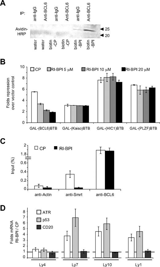 Figure 2. RI-BPI specifically inhibits the transcriptional and biologic function of BCL6. (A) BCL6 immunoprecipitation (IP) in OCI-Ly1 cell lysates after exposure to RI-BPIbiotin or CPbiotin (control) peptides. Anti-IgG was used as control for the IP. Detection of complexes was done using avidin-HRP conjugates. (B) Reporter assays performed in 293T cells transfected with BTB-fusion constructs as indicated. Cells were exposed to control peptide (□) or RI-BPI 5 μM (), 10 μM (), or 20 μM (■). Fold repression is expressed versus the effect of each dose on a GAL4-DBD vector control for each experiment, relative to a TK-Renilla internal control. (C) Chromatin IP from OCI-Ly1 cells treated with CP 20 μM (□) or RI-BPI 20 μM (■) using antibodies against SMRT, BCL6, and actin (as a negative control) and amplifying the promoter region surrounding the BCL6 binding site on the TP53 gene by quantitative PCR. Results are expressed as percentage relative to the input. (D) Real-time detection of mRNA of the endogenous BCL6 target genes ATR (□) and TP53 (), and the control gene CD20 (■), performed in the BCL6-dependent cell lines OCI-Ly7, OCI-Ly10, and OCI-Ly1 and in the BCL6-independent cell line OCI-Ly4, after treatment with RI-BPI 20 μM and CP 20 μM. Results are expressed as fold change in mRNA abundance mediated by RI-BPI over CP.